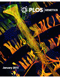 PLoS Genetics - A Drosophila model of high sugar diet-induced cardiomyopathy.