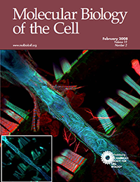 Molecular Biology of the Cell - Myosin transducer mutations differentially affect motor function, myofibril structure, and the performance of skeletal and cardiac muscles.