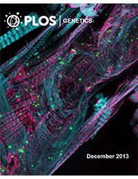 PLoS Genetics - Huntington's Disease Induced Cardiac Amyloidosis Is Reversed by Modulating Protein Folding and Oxidative Stress Pathways in the Drosophila Heart.